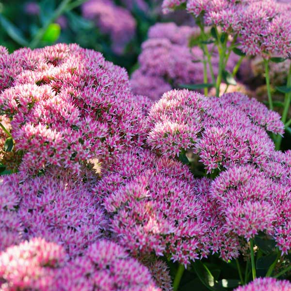 Sedum – Image 5