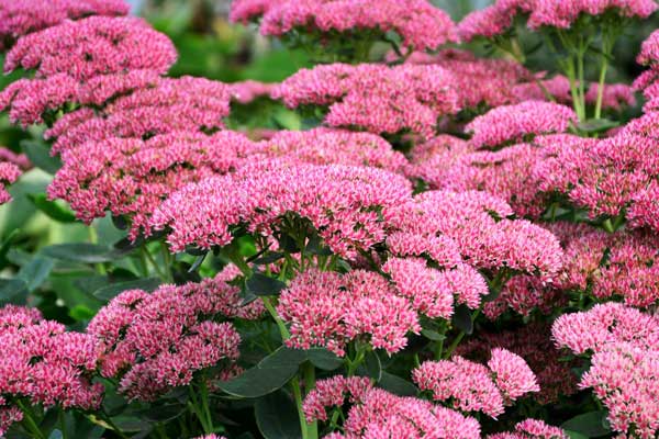 Sedum – Image 4