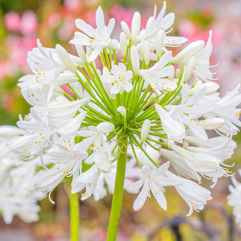 Agapanthe – Image 2