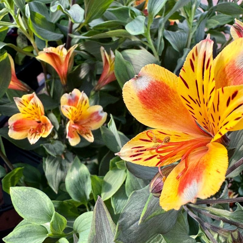 Alstromeria Fleurs des Pépinières Bourquin