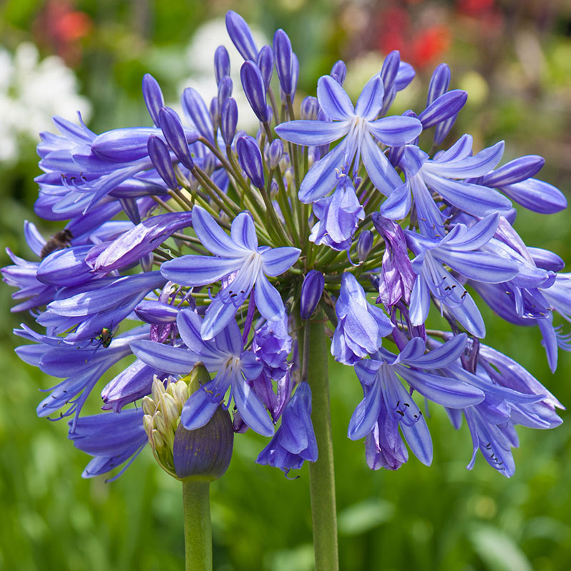 Agapanthe – Image 3
