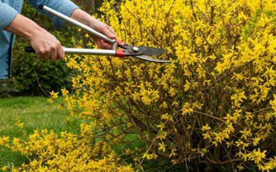 Avril : le jardin s’éveille en couleurs et en saveurs !