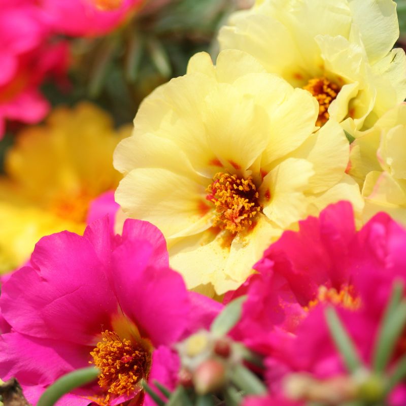 Pourpier – Image 3