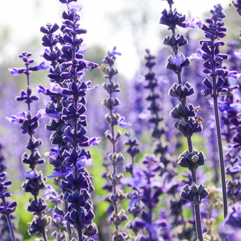 Sauge rouge – Image 3