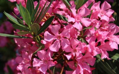 L&rsquo;éveil de juin : sublimer vos floraisons et préparer l&rsquo;été aux Pépinières Bourquin