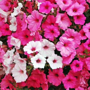 Pétunia nain à grandes fleurs