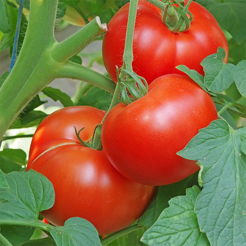 Tomate Maestria F1 – Image 3
