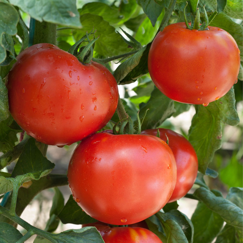 Tomate Maestria F1 – Image 2