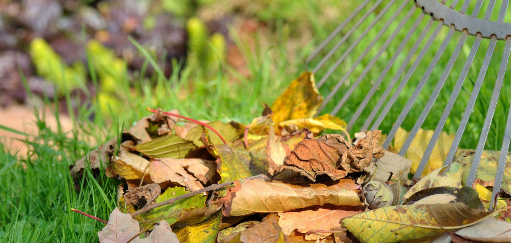 Sélection de bulbes de printemps prêts à être plantés