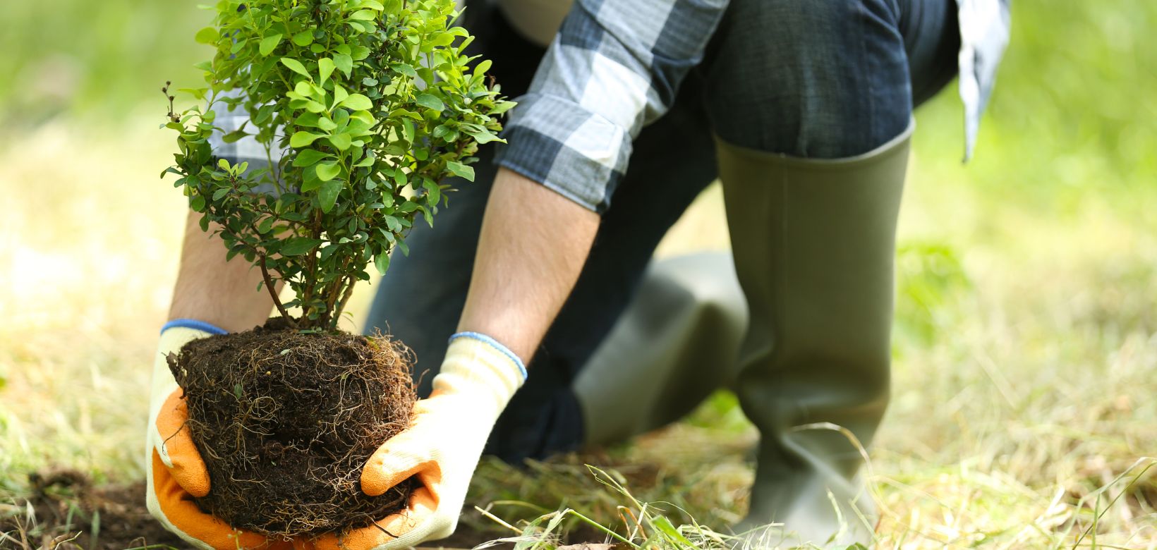 Plantation d'arbres et arbustes en automne