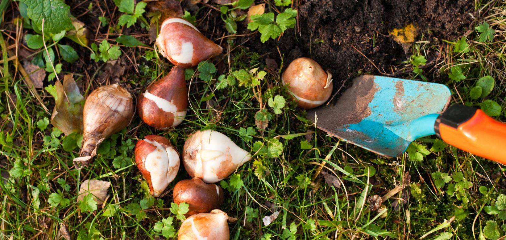 Sélection de bulbes de printemps prêts à être plantés