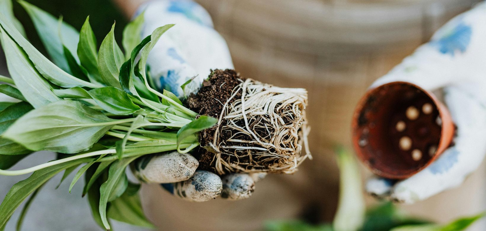 Soin et rempotage d'une plante verte en intérieur