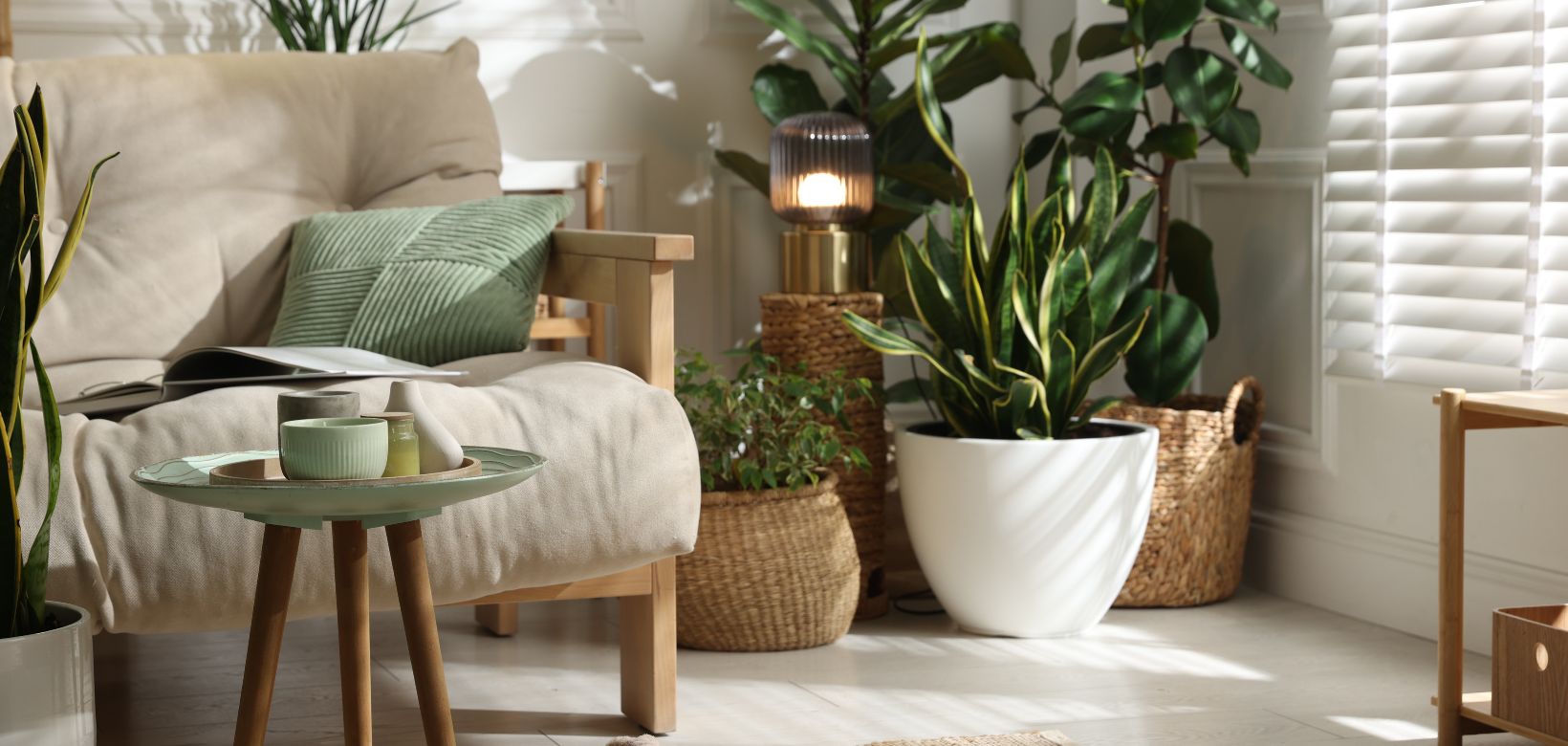 Plantes vertes d'intérieur dans un salon lumineux